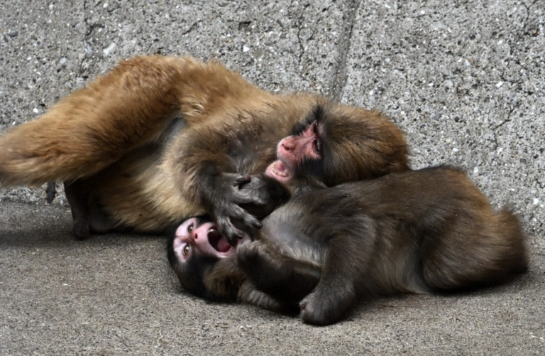 Punch the Monkey